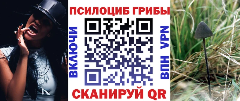 магазин продажи наркотиков  это какой сайт  Псилоцибиновые грибы мицелий  Жиздра 